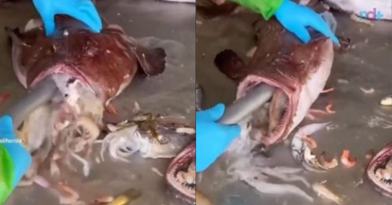 V&iacute;deo mostra peixe “colocando para fora” v&aacute;rios animais marinhos – Foto: Reprodu&ccedil;&atilde;o/@mostachico/ND
