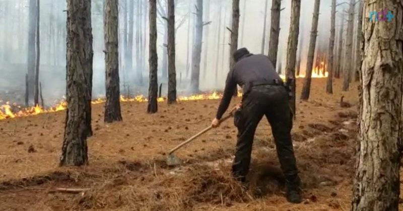 V&iacute;deo mostra guarda municipal ajudando no combate &agrave;s chamas – Foto: GMF/Divulga&ccedil;&atilde;o/ND