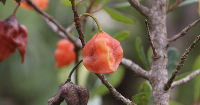 Cinzeiro-patagu&aacute; – Foto: UFSC/ Divulga&ccedil;&atilde;o/ND