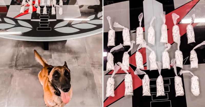 C&atilde;o farejador da PM encontra dep&oacute;sito de coca&iacute;na em fundo falso de geladeira em SC – Foto: PM/Divulga&ccedil;&atilde;o/ND