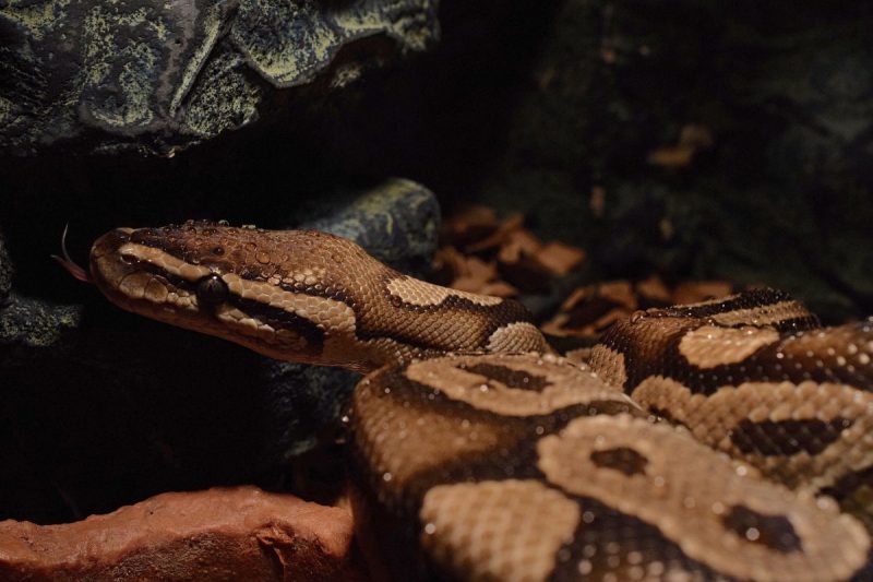 Imagem ilustrativa – Foto: Aixklusiv/Pixabay