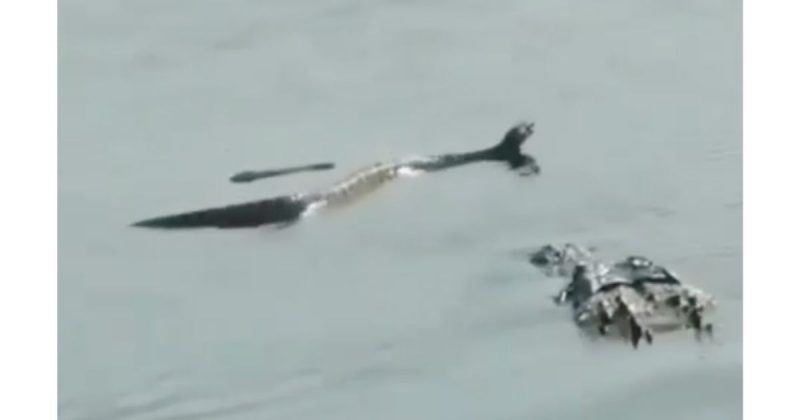 Cobra dorme no ponto e vira refei&ccedil;&atilde;o de crocodilo – Foto: Reprodu&ccedil;&atilde;o