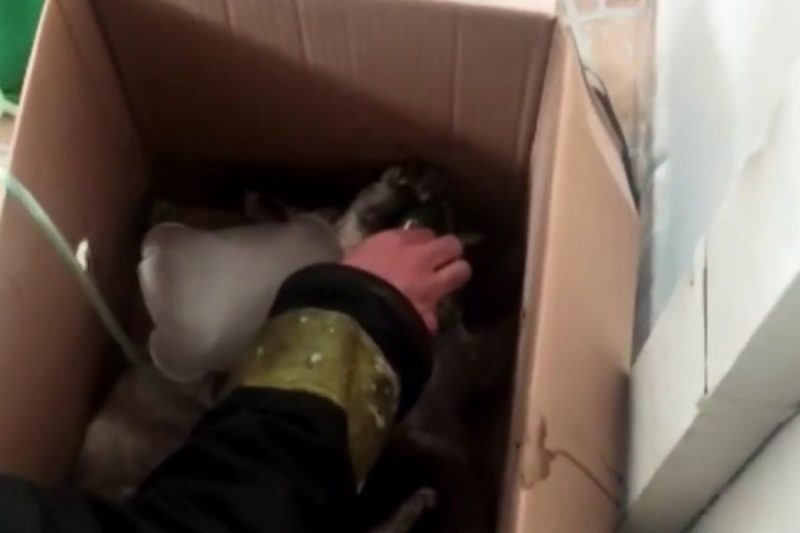 Gatos estavam desacordados e passaram por oxigenoterapia ap&oacute;s inc&ecirc;ndio – Foto: Reprodu&ccedil;&atilde;o/Bombeiros Volunt&aacute;rios de Joinville