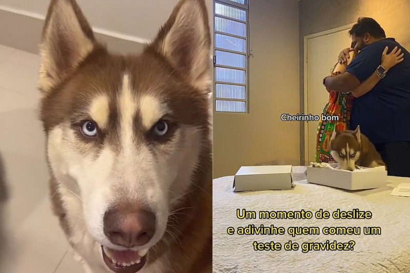 Revela&ccedil;&atilde;o de gravidez teve uma surpresinha a mais patrocinada pelo cachorro da fam&iacute;lia – Foto: Reprodu&ccedil;&atilde;o/Internet