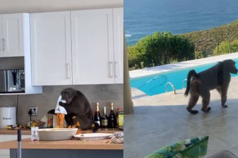 Casa ‘invadida’ foi alugada por grupo de amigos – Foto: Reprodu&ccedil;&atilde;o/Twitter