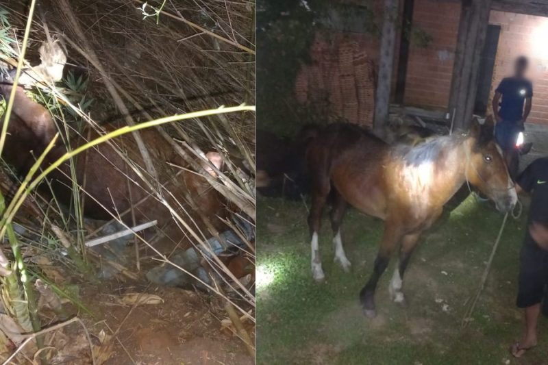 Animal caiu em ribanceira na noite de ter&ccedil;a-feira (15) e foi resgatado pelos bombeiros – Foto: Bombeiros Militares/Divulga&ccedil;&atilde;o/ND