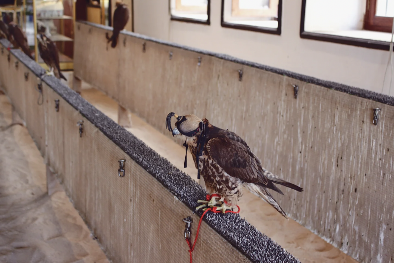 Um “bichinho” desses pode custar milh&otilde;es – Foto: Rafaella Moraes/Arquivo Pessoal/ND