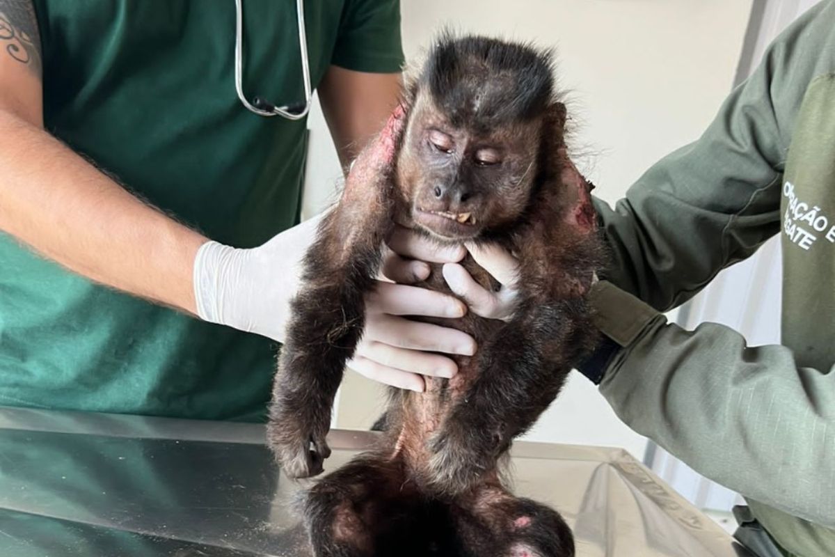 Macaco-prego ferido é resgatado pelo IAT de Cianorte e se recupera