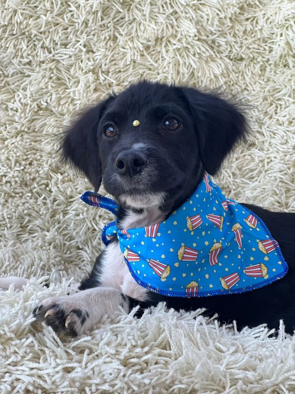 Gabe, ado&ccedil;&atilde;o Dibea – Foto: Divulga&ccedil;&atilde;o