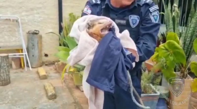 Gamb&aacute; foi recolhido pela Guarda Municipal e solto na natureza – Foto: GMF/Divulga&ccedil;&atilde;o/ND