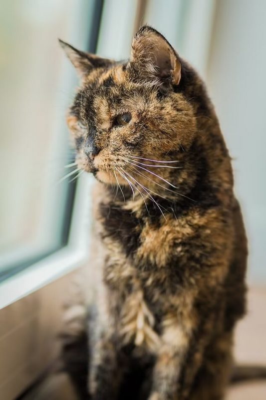 A gata mais velha do mundo &#8211; Foto: Guiness Book