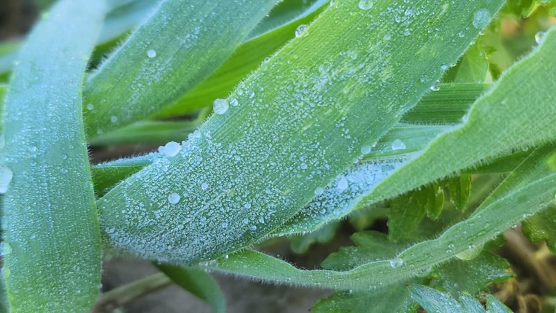 Imagem mostra folha com água congelada 
