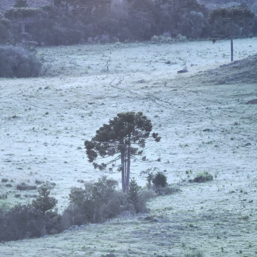 A Serra catarinense amanheceu com os campos cobertos de gelo nesta quinta-feira (17). - Climaterra/Divulgação/ND