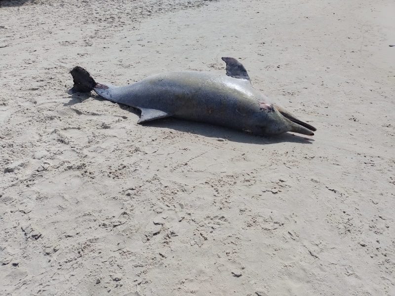Animal foi encontro morto em praia de Jurer&ecirc; Internacional – Foto: Paulo Mueller/ND