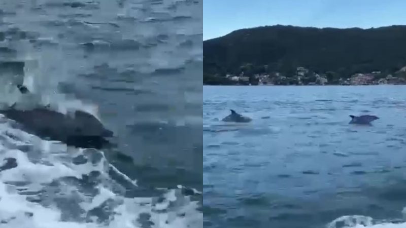 Grupo de toninhas d&aacute; show em praia de Porto Belo – Foto: @caixadaco_lancha/Reprodu&ccedil;&atilde;o/ND