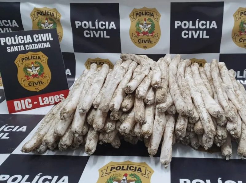 Pol&iacute;cia prende suspeito de atentado contra Pres&iacute;dio e DIC de Lages – Foto: Pol&iacute;cia Civil/Divulga&ccedil;&atilde;o/ND