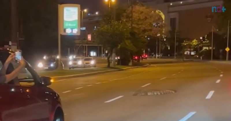 Jacar&eacute; foi flagrado na noite desta segunda-feira (14) em Florian&oacute;polis – Foto: Karine Novaes/Reprodu&ccedil;&atilde;o/ND