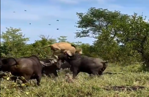 The moment of the attack of a buffalo on a lion 