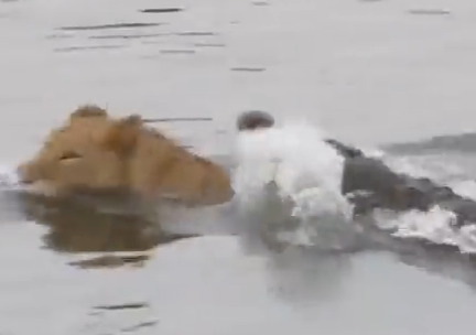 Leoa e crocodilo em luta