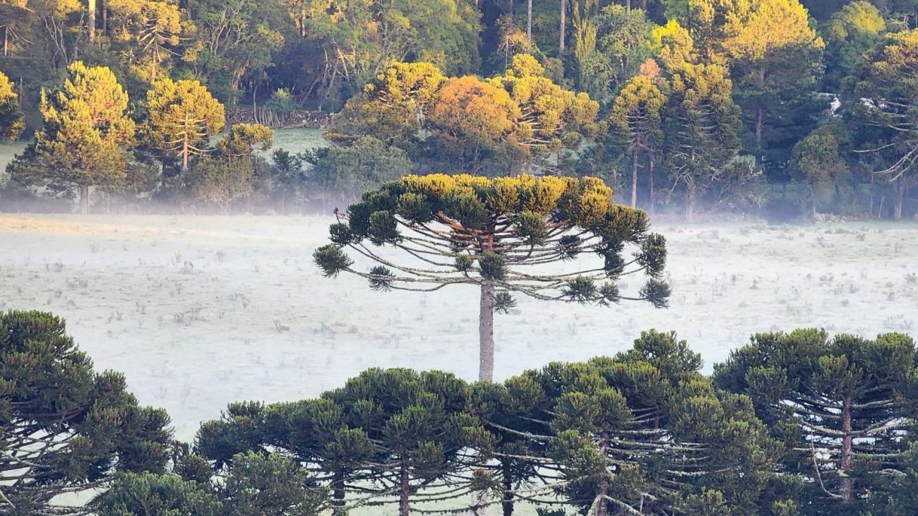 Geada na Serra catarinense Baixas temperaturas devem influenciar em geadas mais amplas na Serra catarinense