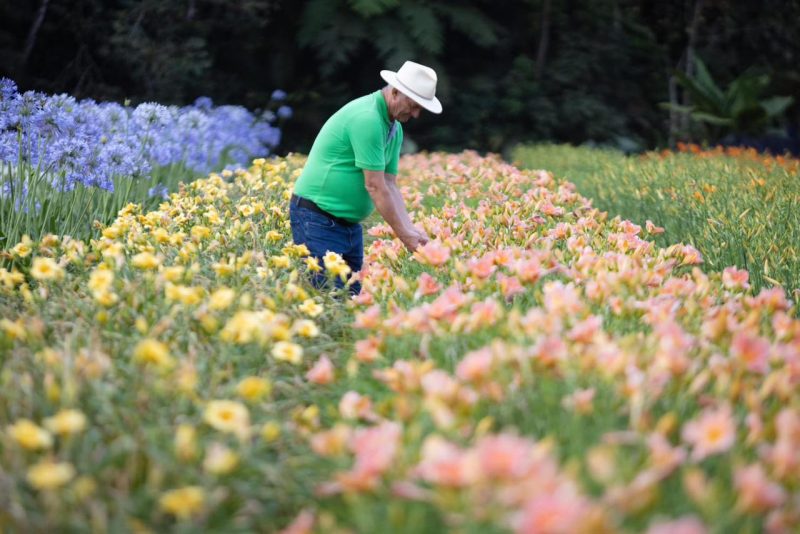 Novembro das Flores oferece ampla programa&ccedil;&atilde;o em Joinville – Foto: Carlos Jr/Divulga&ccedil;&atilde;o