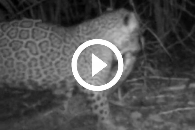 Onça-pintada abocanha sucuri-amarela