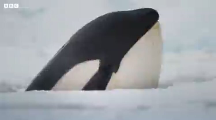 Orca ataca foca em geleira