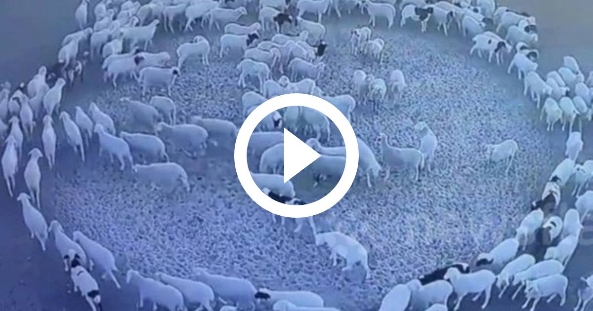 Bando De Ovelhas Caminhando Em Um Caminho Com árvores Em Uma