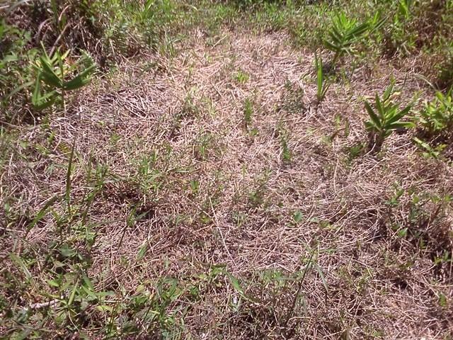 Marca na vegeta&ccedil;&atilde;o do terreno da fam&iacute;lia joinvilense – Foto: Grupo de Pesquisas Ufol&oacute;gicas/Divulga&ccedil;&atilde;o