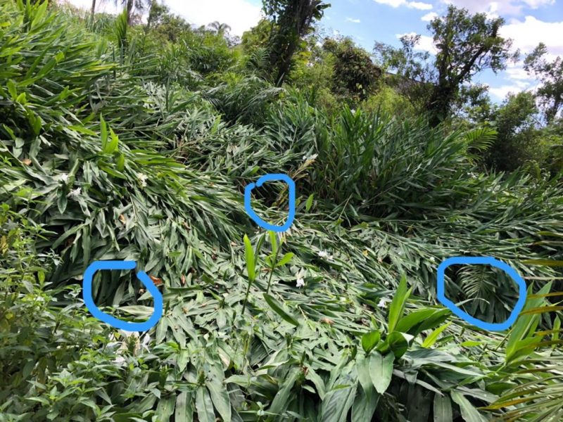 Marcas de sapatas encontradas no terreno da fam&iacute;lia no bairro Vila Nova – Foto: Grupo de Pesquisas Ufol&oacute;gicas/Divulga&ccedil;&atilde;o