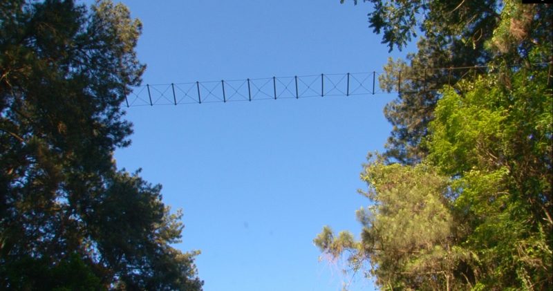 Passa fauna a&eacute;reo em Chapec&oacute; – Foto: Arvito Concatto/ND