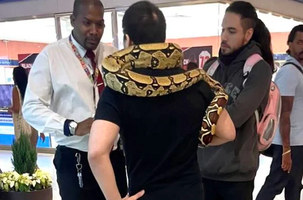 Pet friendly! Homem &eacute; barrado em shopping ao tentar levar cobra pra passear – Foto: Reprodu&ccedil;&atilde;o/ND