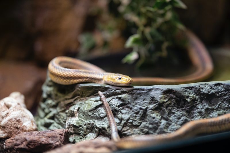 Cobras brasileiras, quais são? Conheça as principais espécies