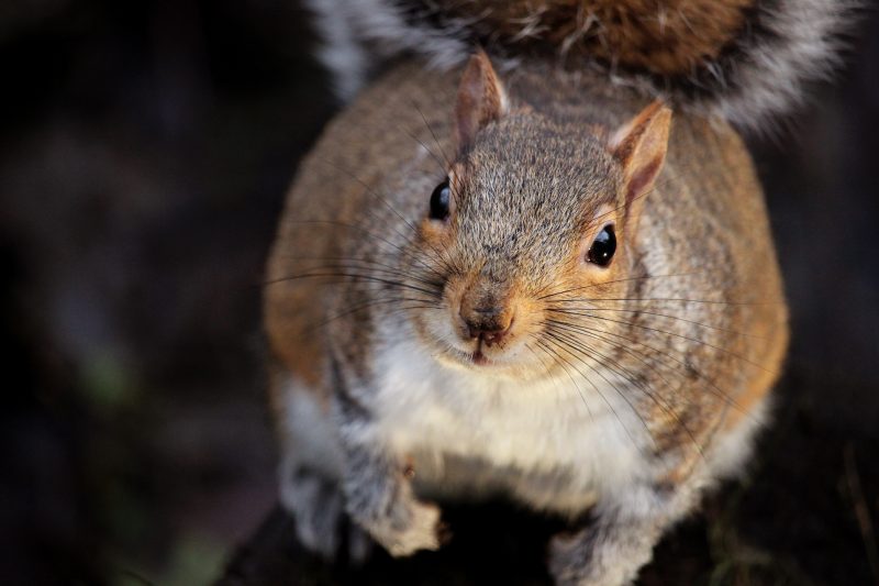 Serelepe is a squirrel that lives in our Atlantic forest - Photo: Pexels / Reproduction / ND