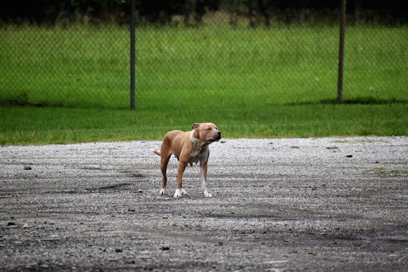 Animal tinha infesta&ccedil;&atilde;o de pulgas e carrapatos – Foto: Pixabay/Ilustrativa/Reprodu&ccedil;&atilde;o/ND