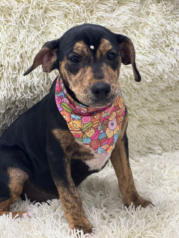 PJ, ado&ccedil;&atilde;o Dibea – Foto: Divulga&ccedil;&atilde;o