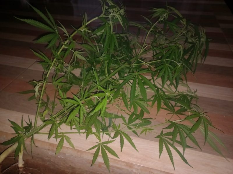 A mulher encontrou um p&eacute; de maconha no terreno de casa. &mdash; Foto: Pol&iacute;cia Militar/ND