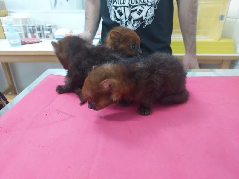 Os filhotes foram resgatados e levados para o hospital veterin&aacute;rio de Xanxer&ecirc;. &mdash; Foto: Pol&iacute;cia Militar Ambiental/ND