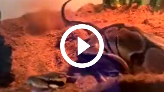 Cobra que mama em gente, anaconda no CE, salamanta mortal: o que é mito ou  realidade sobre serpentes - Ceará - Diário do Nordeste