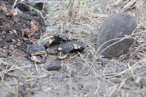 Parte de um cr&acirc;nio encontrado em escava&ccedil;&otilde;es nos terrenos – Foto: Regina Brasil/Arquivo/ND