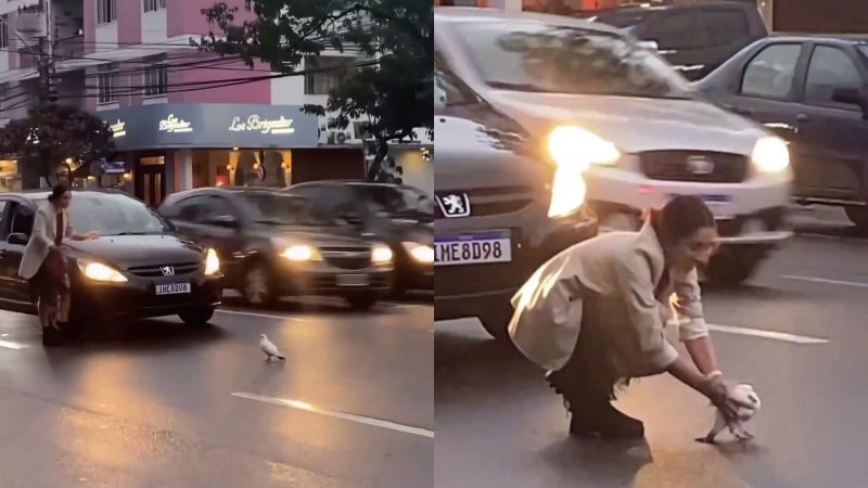 Motorista para o tr&acirc;nsito para ‘resgatar’ pombo em Balne&aacute;rio Cambori&uacute; e divide web – Foto: Reprodu&ccedil;&atilde;o/Internet/ND