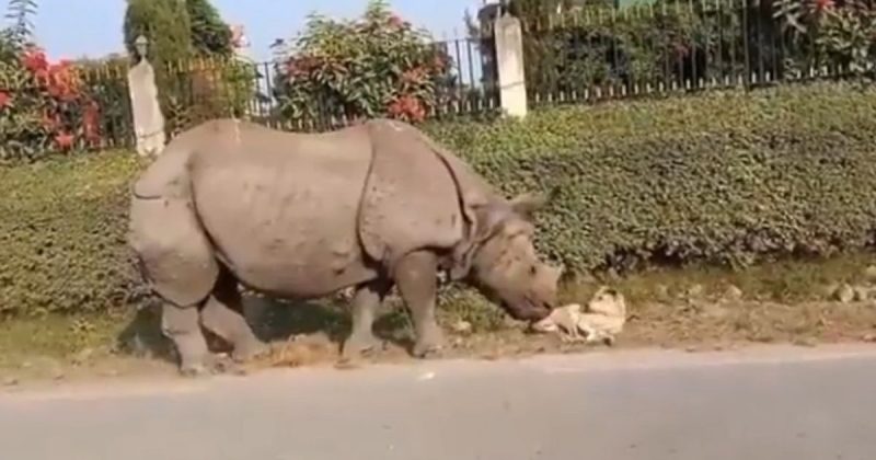 Nepal? Nem a pau!! Rinocerontes s&atilde;o comuns caminhando pelas ruas – Foto: Reprodu&ccedil;&atilde;o
