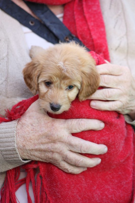 Itaja&iacute; ter&aacute; duas feiras de ado&ccedil;&atilde;o de animais neste final de semana – Foto: Prefeitura de Itaja&iacute;/Divulga&ccedil;&atilde;o/ND