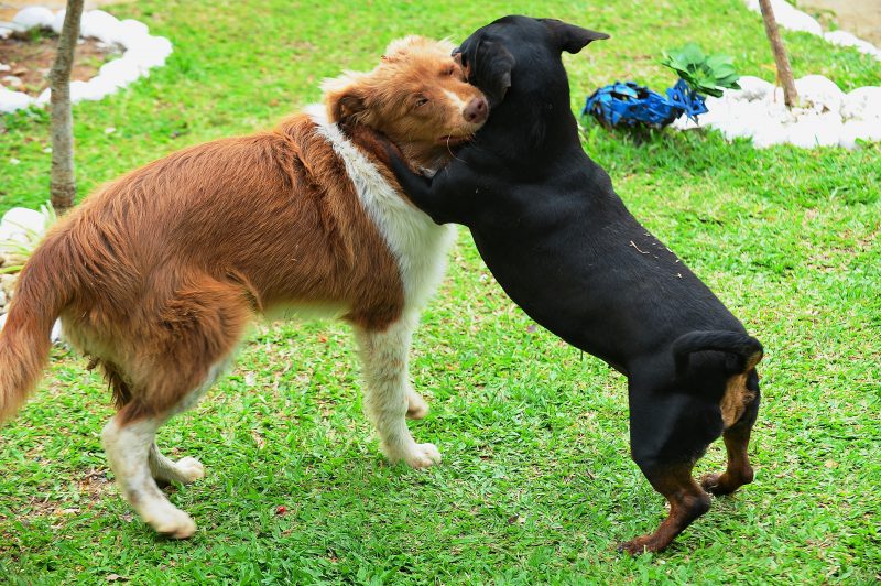 Animais em ambientes externos podem se assustar ou fugir causando acidentes. – Foto: Prefeitura de Itaja&iacute;/Divulga&ccedil;&atilde;o/ND