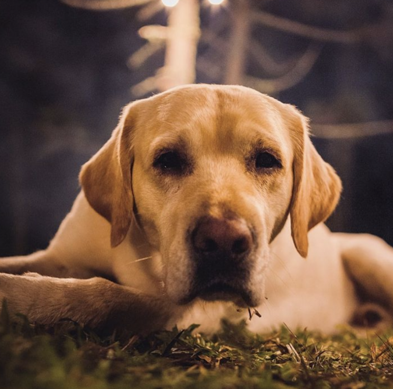 O perfil oficial da Snow Valley lamentou a morte do mascote – Foto: Instagram/Reprodu&ccedil;&atilde;o/ND