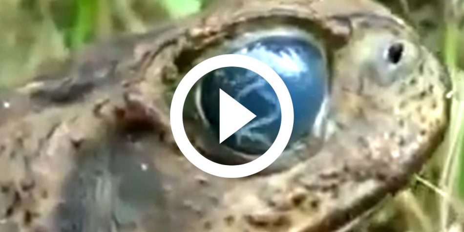 VÍDEO: Olho de sapo revela mistério chocante
