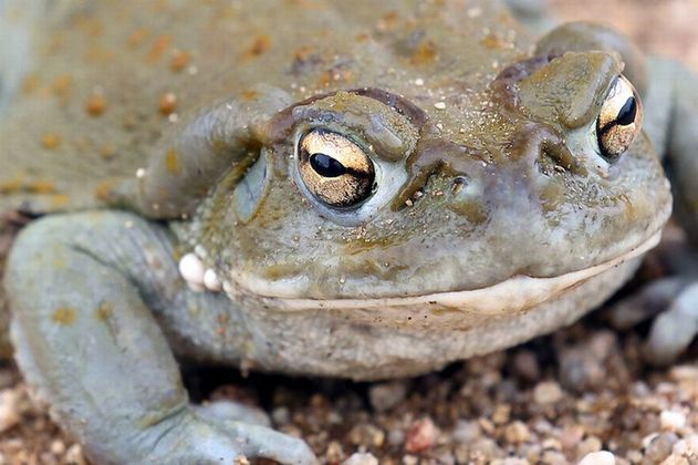 Visitantes de parques nos Estados Unidos lambem sapos com toxinas alucin&oacute;genas – Foto: Daily Star/Reprodu&ccedil;&atilde;o/ND
