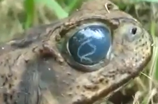 Imagem chocante de olho de sapo – Foto: Internet