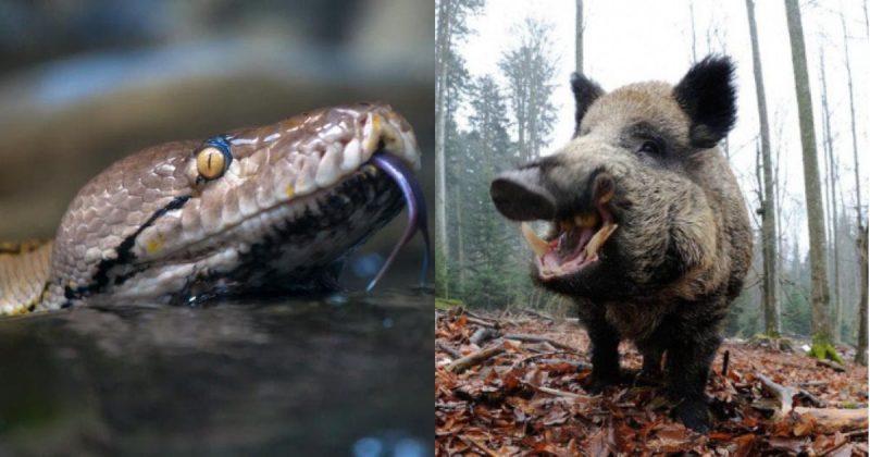 V&iacute;deo flagrou quem levou a pior no confronto da sucuri com um cateto, famoso porco do mato – Foto: Reprodu&ccedil;&atilde;o