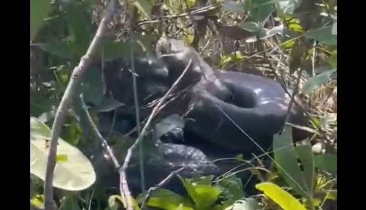 Cobra gigante que viralizou em vídeo pode ser real, mas não é encontrada no  Brasil